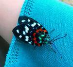 「日本一美しい『蛾』に出会いました！」