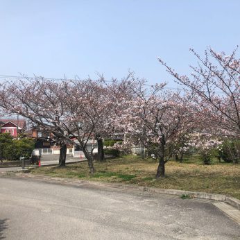 ワクリエ新居浜『桜の木』
