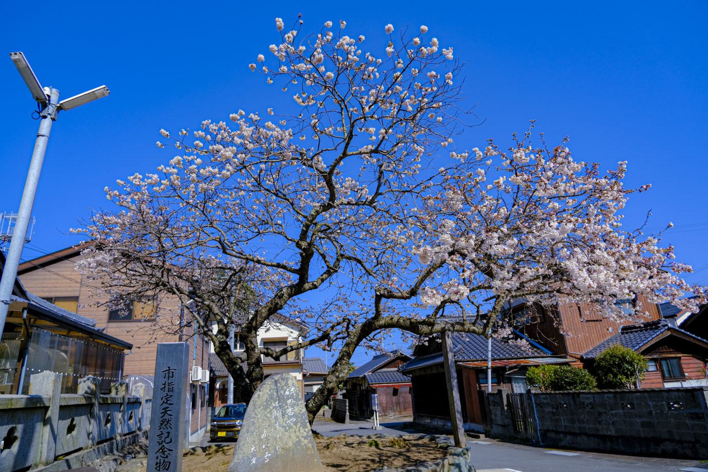 新居浜市指定天然記念物 ミョウショウジザクラ｜新居浜市 移住・定住ポータルサイト