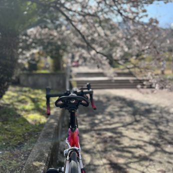 広瀬邸の桜