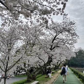 2024年新居浜滝の宮公園の桜